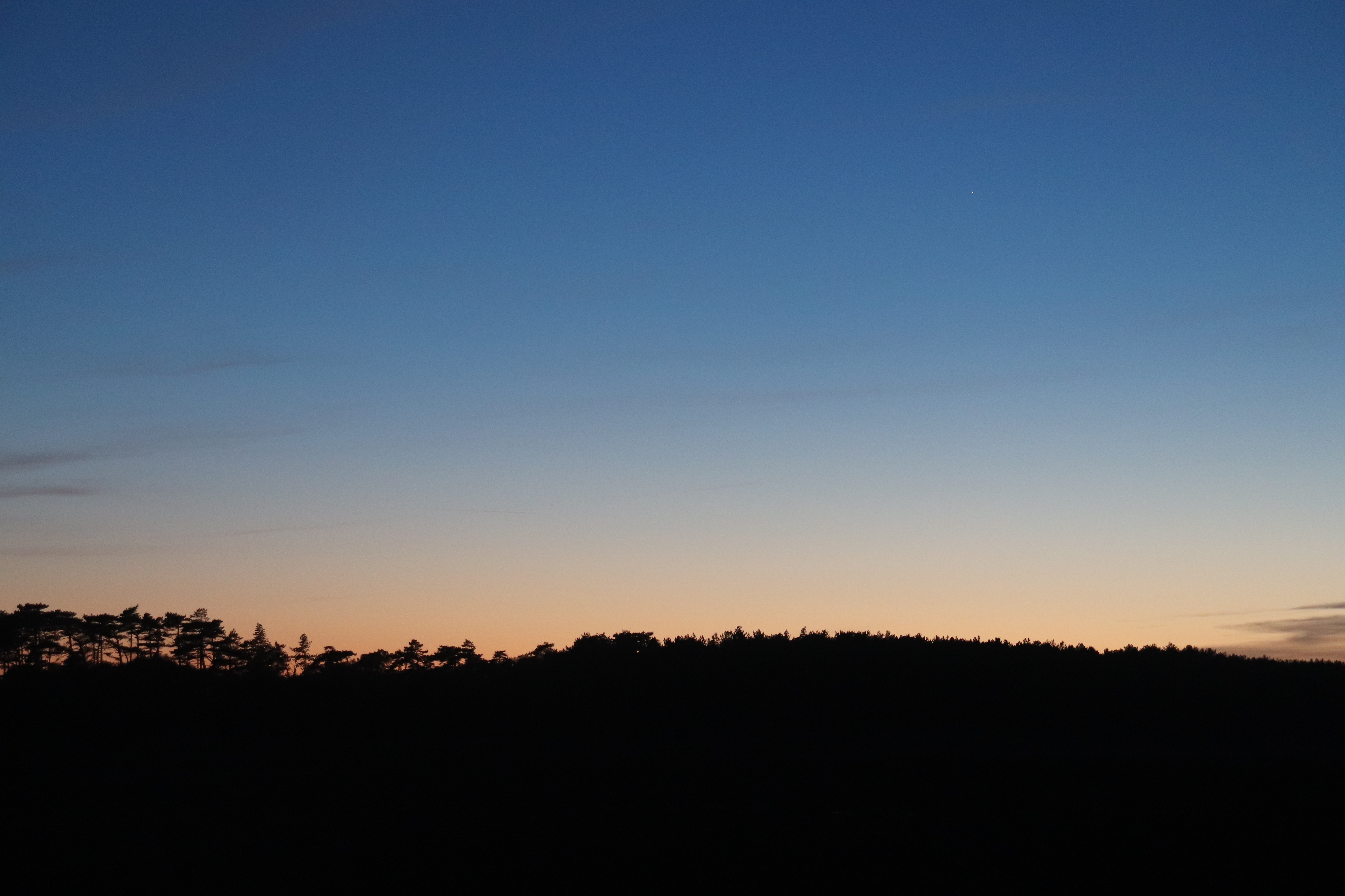 Photograph of tree horizon