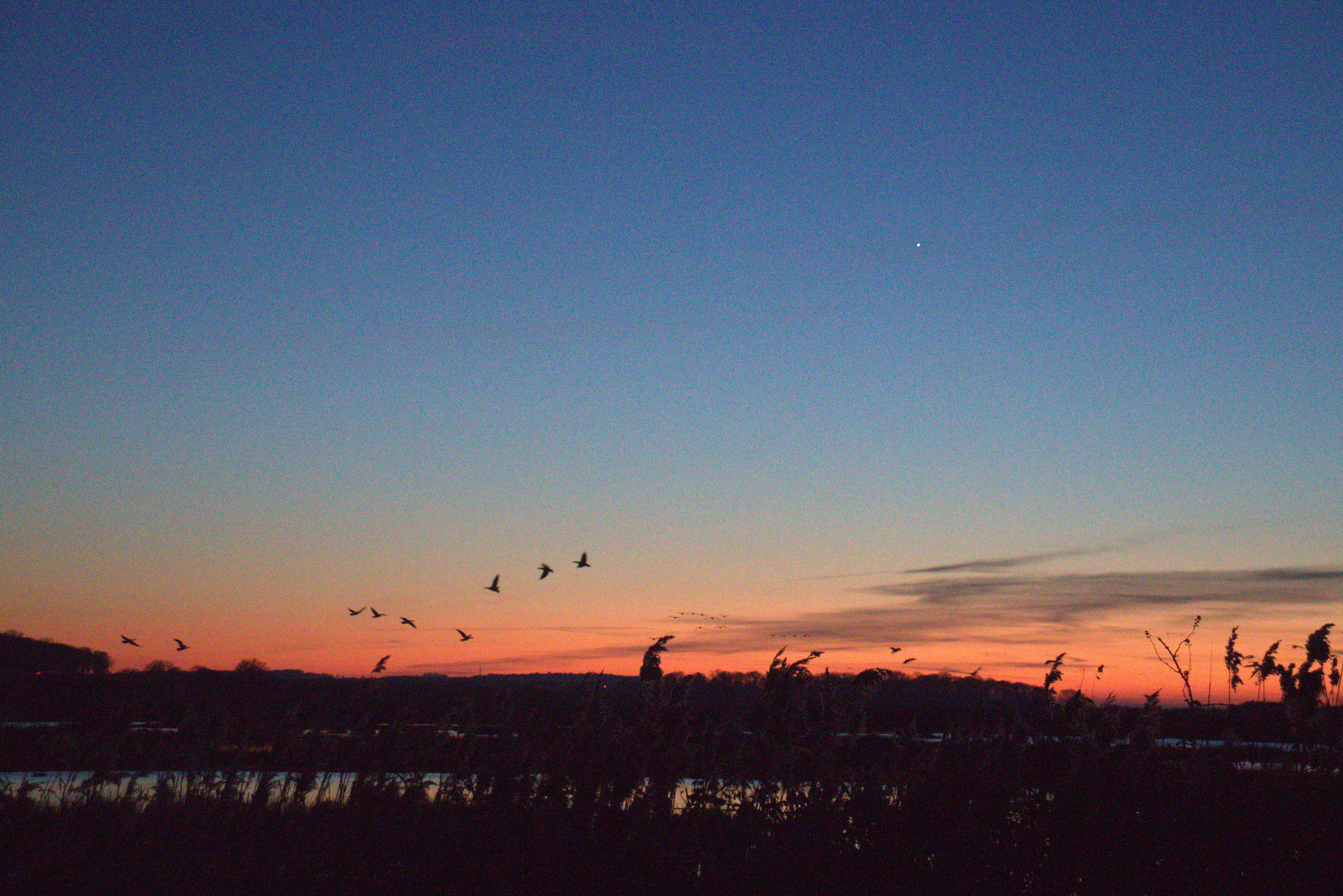 Photgraph of birds flying over the setting horizon